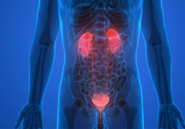 Prostat Oluşumu ve Mesane Kanseri