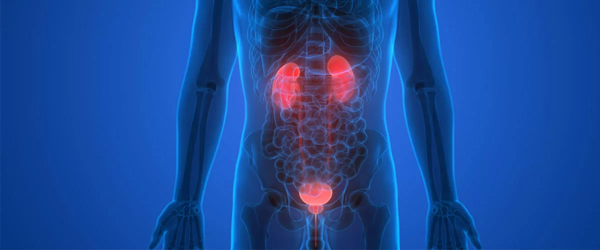 Prostat Oluşumu ve Mesane Kanseri